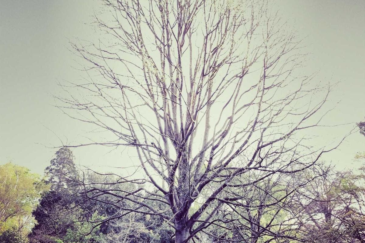 Editorial Illustration - Nature Magazine - Image 3